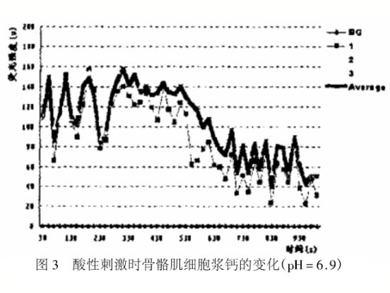 酸性刺激对大鼠骨骼肌细胞胞浆Ca2+的影