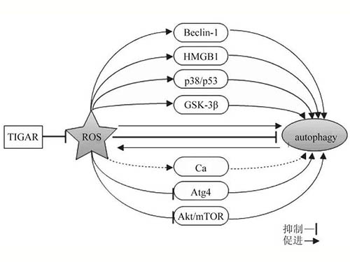 活性氧与自噬的研究进展