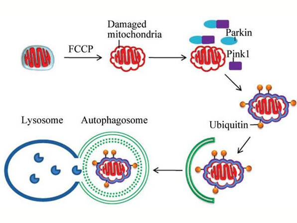 线粒体自噬的研究进展