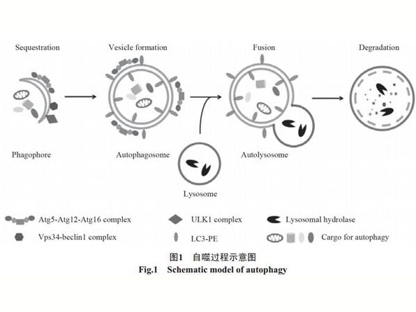 自噬的分子细胞机制研究进展