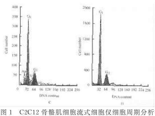 骨骼肌肌细胞增殖及分化过程中凋亡现象