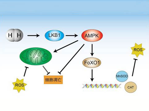 氧化应激与细胞凋亡关系的研究进展