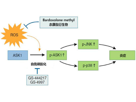 活性氧簇及其介导的自噬