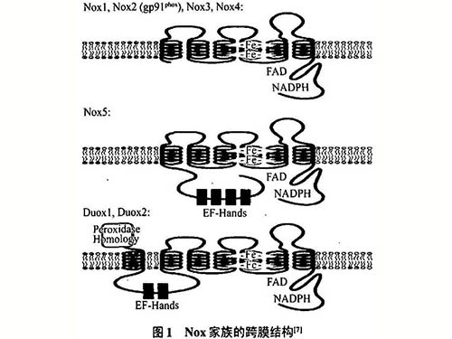 信号配体诱导的活性氧生成