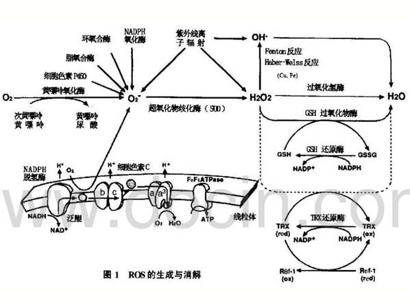 活性氧：从毒性分子到信号分子