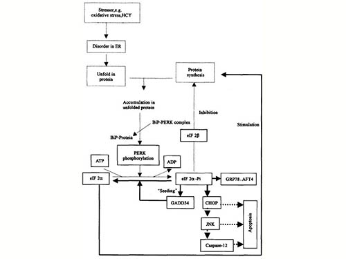 内质网应激反应分子机理研究进展