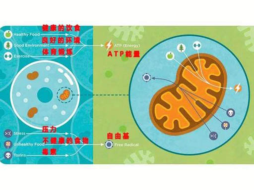 线粒体DNA损伤和自由基