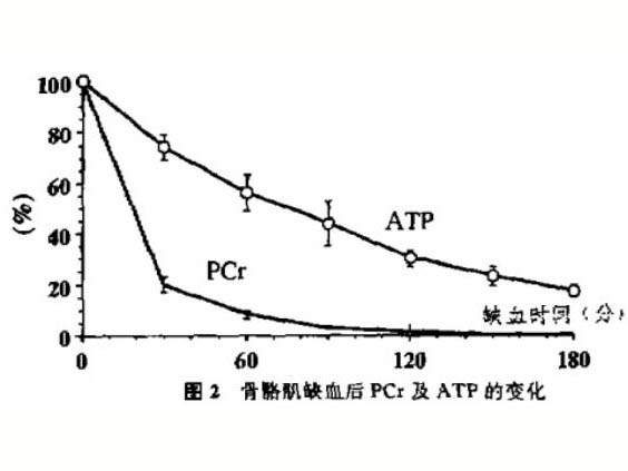 缺血对骨骼肌能量代谢的影响