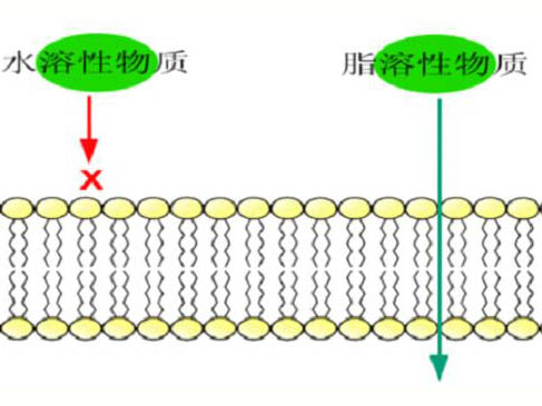 科学发展的历程与细胞膜结构的各种学说