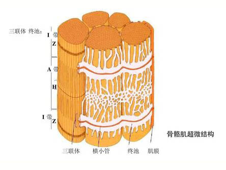 运动对骨骼肌超微结构的影响