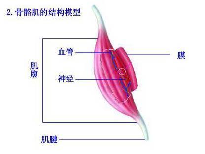 运动与骨骼肌超微结构变化