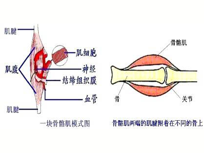 运动性骨骼肌微损伤的特性