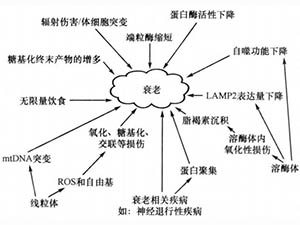 衰老概说