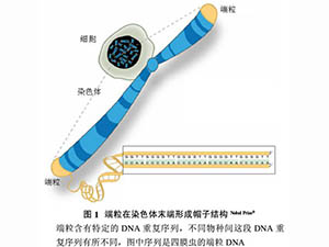 端粒与端粒酶的研究——解读2009年诺贝