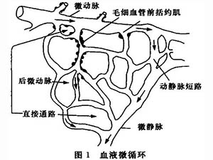 衰老与微循环学说