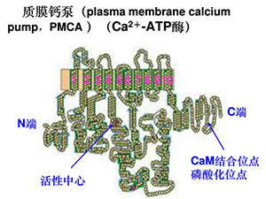 颈椎椎后肌肉组织Ca2+-ATP酶与颈椎