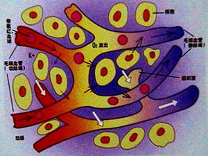 血液流变研究与细胞健康