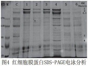 全血pH环境对红细胞膜流动性和膜蛋白的影