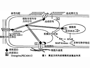 血流剪应力、生物力药理学与疾病防治