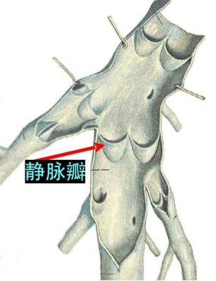 静脉瓣与恒怡运动促通血液机理