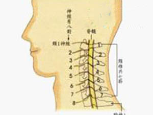 颈椎结构简介
