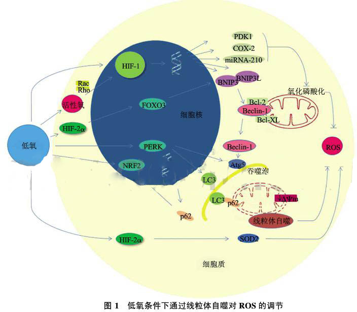 线粒体自噬在低氧适应中的作用